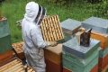 Miel-et-Loire-apiculteurs-Bouchemaine-recolte-de-miel