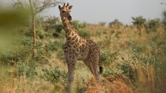 Le Bioparc de Doué-la-Fontaine collecte 7800 € pour créer une pépinière dans la zone girafes au Niger