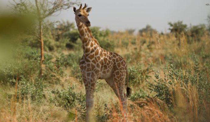 Le Bioparc de Doué-la-Fontaine collecte 7800 € pour créer une pépinière dans la zone girafes au Niger