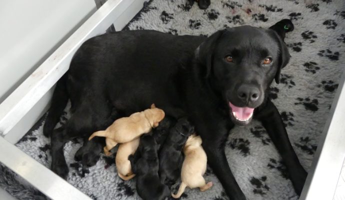 L’Association les Chiens Guides d’Aveugles de l’Ouest annonce la naissance de neuf chiots qui auront bientôt besoin d’une famille d’accueil