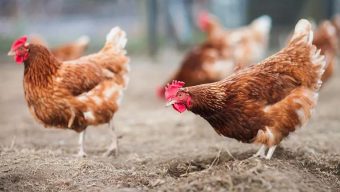 Deux foyers d’influenza aviaire hautement pathogène découverts dans le Maine-et-Loire