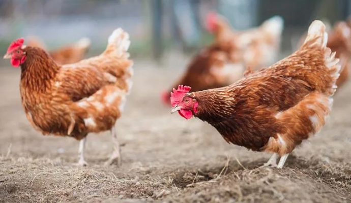 Influenza aviaire : 55 communes placées en zone à risque