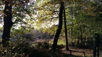 L’accès à la forêt de Longuenée est temporairement interdit