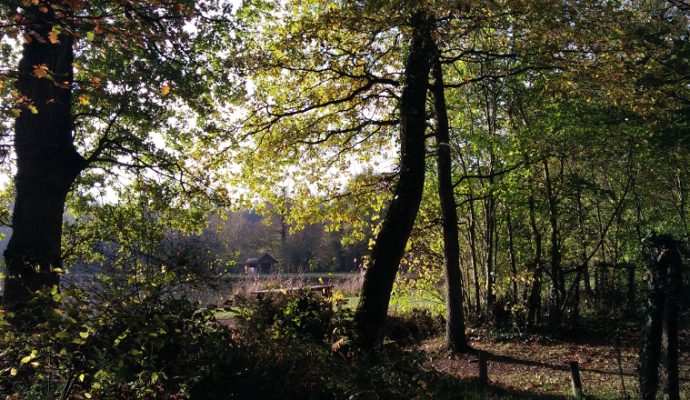 La forêt de Longuenée interdite d’accès au public