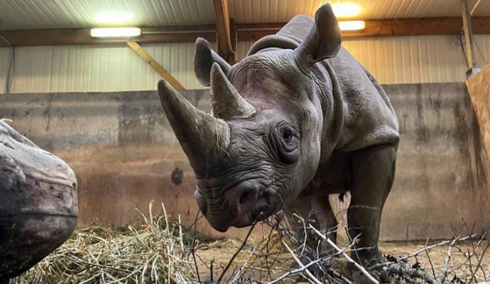 Une jeune femelle rhinocéros noir rejoint le Bioparc de Doué-la-Fontaine
