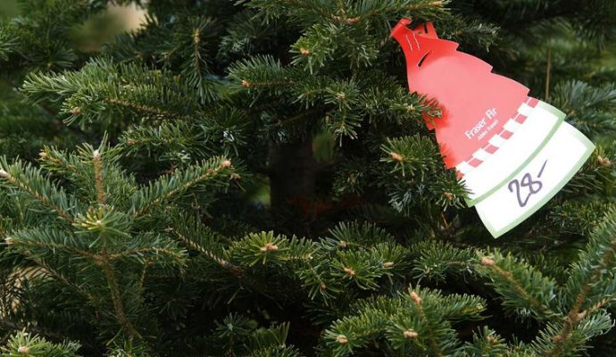 Des collecteurs de sapins installés à Angers