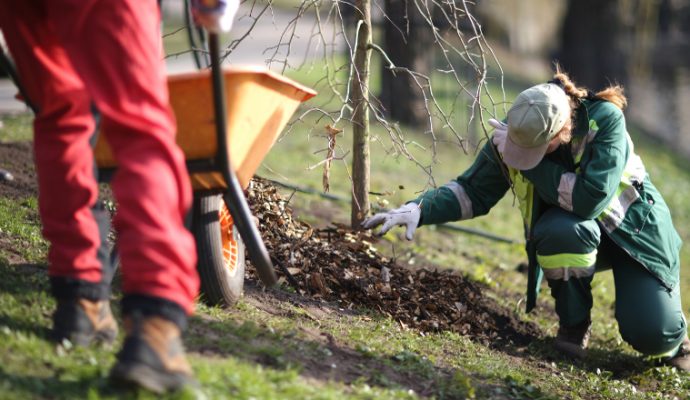 La ville d’Angers va planter 51 arbres signaux en 2021