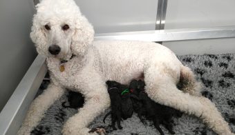 Naissance de six chiots à l&rsquo;association des Chiens Guides d&rsquo;Aveugles de l&rsquo;Ouest