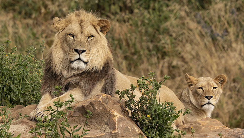 Bioparc lions