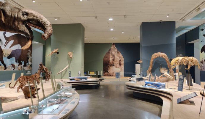 Pour sa réouverture, le musée des Beaux-Arts propose une grande exposition autour des faluns