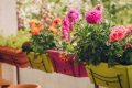 Fleurs balcon