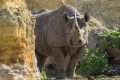 Bioparc rhinoceros