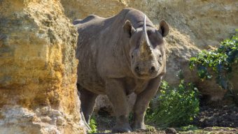 Après six mois de fermeture, le Bioparc de Doué-la-Fontaine ouvrira ses portes le mercredi 19 mai