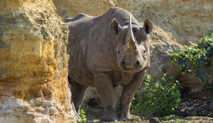 Après six mois de fermeture, le Bioparc de Doué-la-Fontaine ouvrira ses portes le mercredi 19 mai