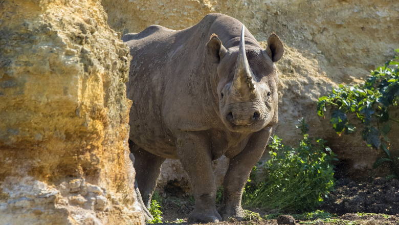 Bioparc rhinoceros