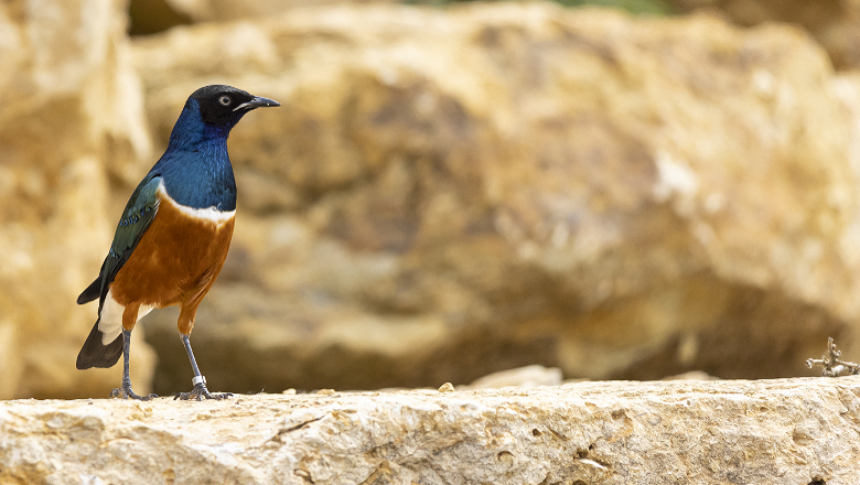 Volière africaine Bioparc - P.Chabot