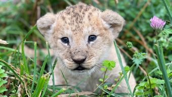 Un lionceau est né au Bioparc de Doué-la-Fontaine