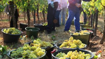 Vendanges et cueillette : plus de 700 postes à pourvoir dans le Maine-et-Loire