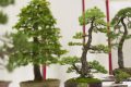 Salon national du bonsaï