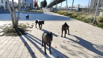 Des loups font leur apparition derrière la gare