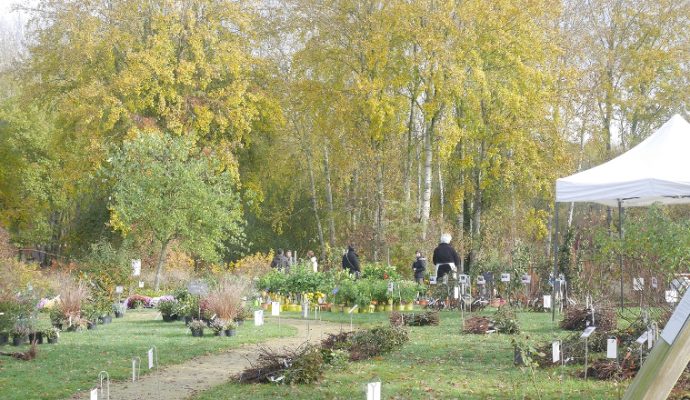 Un des plus grands marchés de rosiers se tiendra du 11 au 14 novembre dans le Maine-et-Loire