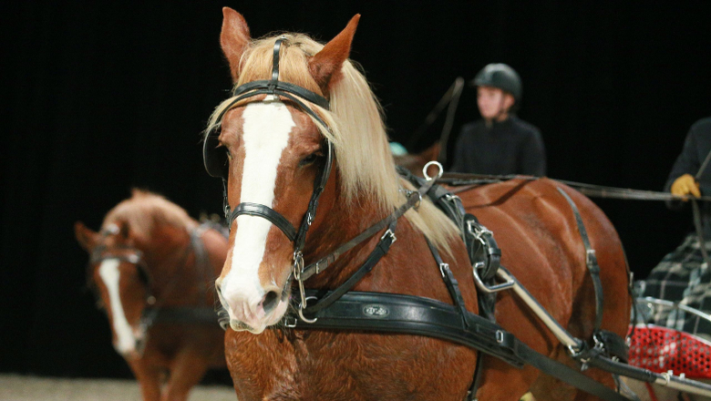 Salon du Cheval