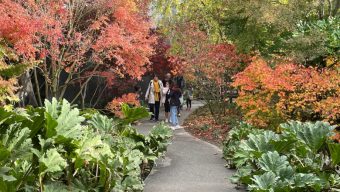 Terra Botanica enregistre des records de fréquentation à l’occasion de la Fête de l’automne