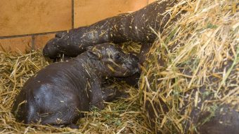 Au Bioparc de Doué-la-Fontaine, un hippopotame pygmée est né