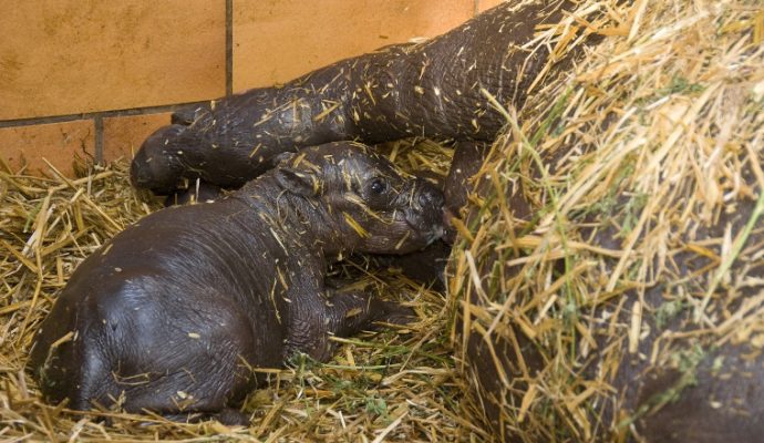 Au Bioparc de Doué-la-Fontaine, un hippopotame pygmée est né