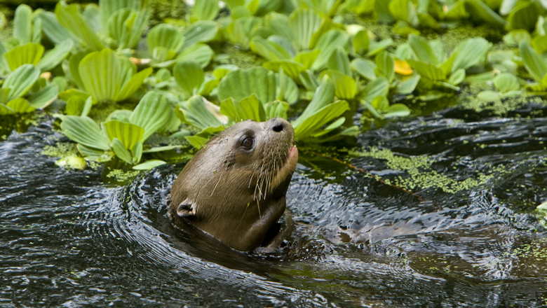 loutre géante Bioparc