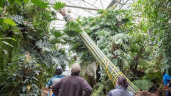 Un arbre tropical de 12 mètres quitte Terra Botanica pour le zoo de Beauval