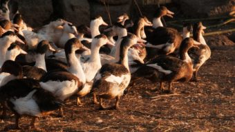 Un foyer d’influenza aviaire hautement pathogène détecté dans le Maine-et-Loire