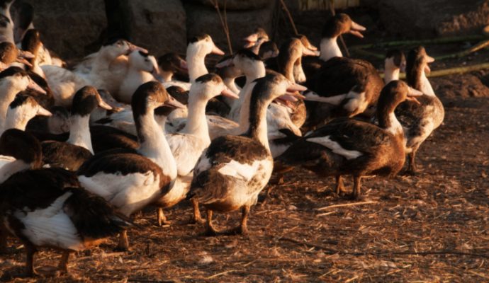 Un foyer d’influenza aviaire hautement pathogène détecté dans le Maine-et-Loire