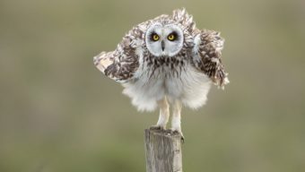 Un nouvel espace d’exposition pour la Maison de l’environnement