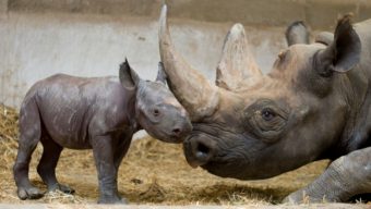 Le Bioparc de Doué-la-Fontaine annonce la naissance exceptionnelle d’un rhinocéros noir