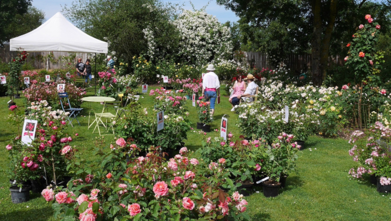 Les Chemins de la Rose