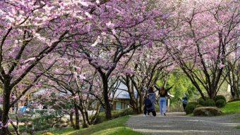 Le Parc oriental de Maulévrier rouvre ses portes la semaine prochaine