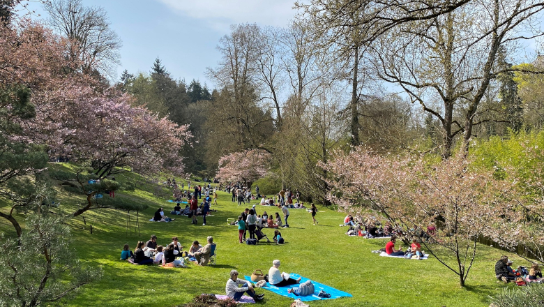 Parc oriental de Maulévrier - Hanami 2022