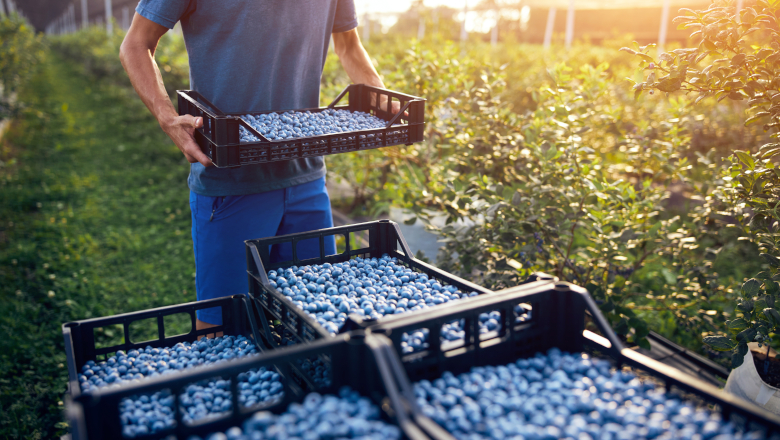 Job d'été agriculture