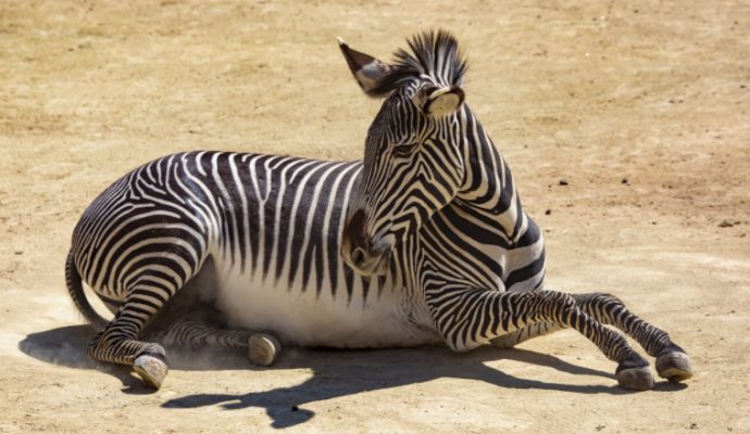 Face à la sécheresse, le Bioparc de Doué vient au secours des zèbres au Kenya