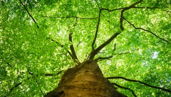 Une exposition sur les « arbres dans la ville » à découvrir au Jardin des Plantes