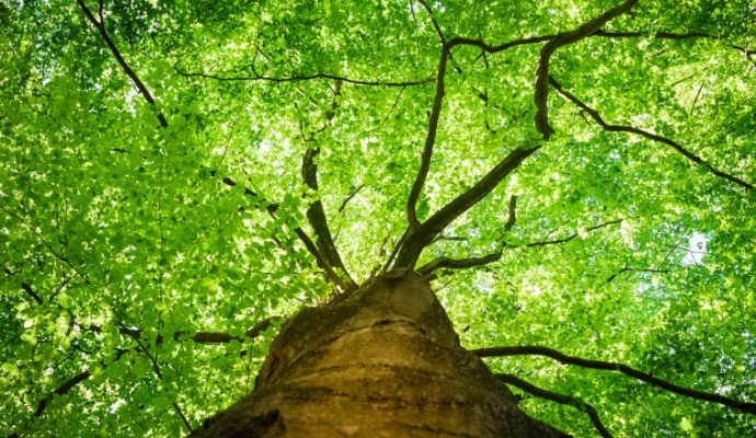 L’agglomération va procéder à un inventaire des arbres remarquables avec les habitants