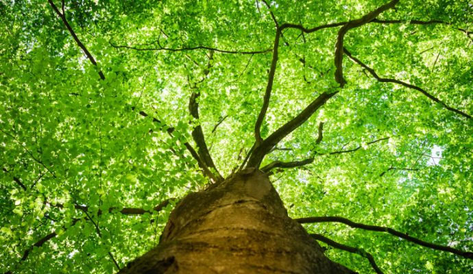 Une exposition sur les « arbres dans la ville » à découvrir au Jardin des Plantes