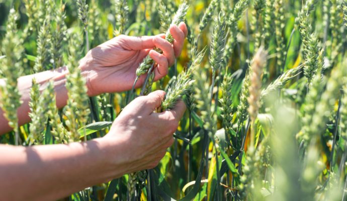 Le bio à l’honneur du 19 mai au 19 juin pour la 23e édition du Printemps Bio