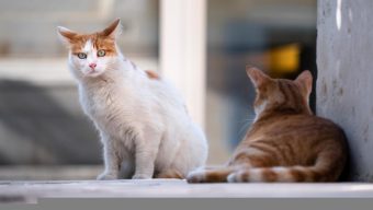 Des abris pour venir en aide aux chats errants