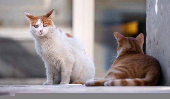 Des abris pour venir en aide aux chats errants