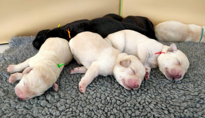 Naissance de huit futurs chiens guides à Bouchemaine