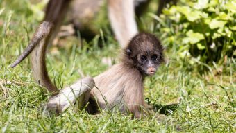 Une année riche en naissances au Bioparc de Doué-la-Fontaine