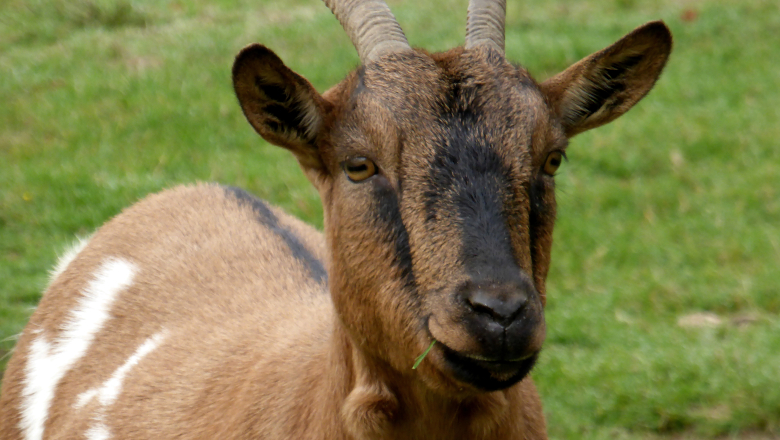 Chèvre