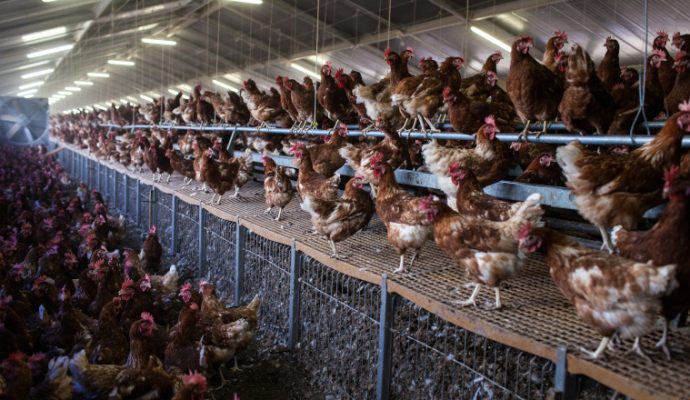 Influenza aviaire : la FDSEA et les JA49 appellent à se mobiliser